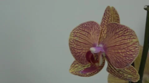 Tracking shot. Purple orchids. Stock Footage 49952671
