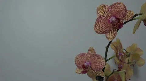 Tracking shot. Purple orchids. Stock Footage 49952675