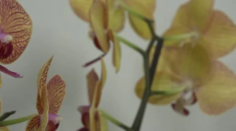 Tracking shot. Purple orchids. Stock Footage 49952677
