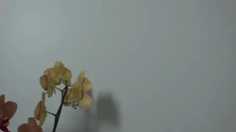 Tracking shot. Purple orchids. Stock Footage 49952681