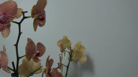 Tracking shot. Purple orchids. Stock Footage 49952683