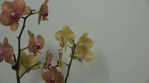Tracking shot. Purple orchids. Stock Footage 49953593