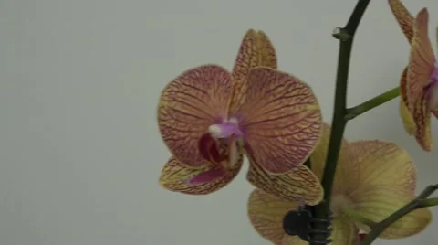 Tracking shot. Purple orchids. Stock Footage 49953601