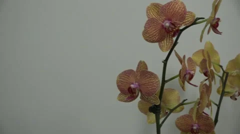 Tracking shot. Purple orchids. Stock Footage 49953606