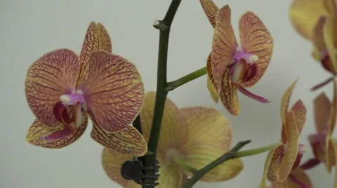 Tracking shot. Purple orchids. Stock Footage 49953829