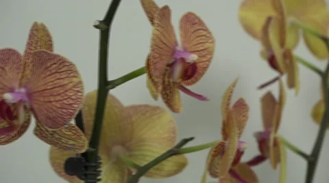 Tracking shot. Purple orchids. Stock Footage 49953839