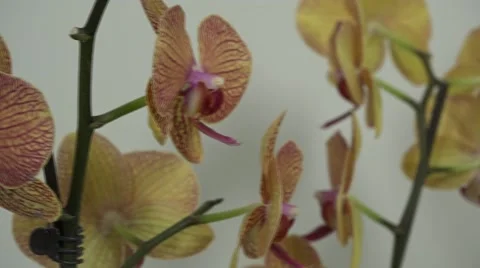 Tracking shot. Purple orchids. Stock Footage 49953867