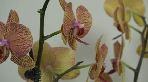 Tracking shot. Purple orchids. Stock Footage 49953878