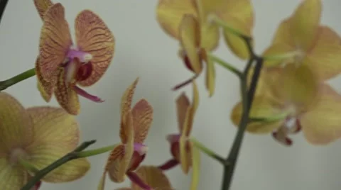 Tracking shot. Purple orchids. Stock Footage 49953879