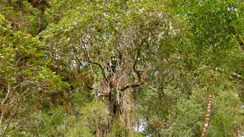 Tracking shot of quick moving endemic warbler bird of Costa Rica Stock Footage 126807294