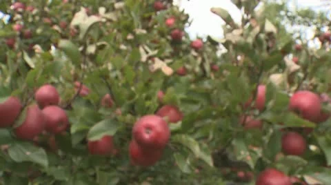 Tracking shot into red apples on a tree Stock Footage 10856553