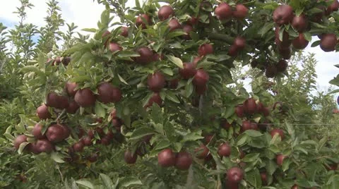 Tracking shot into red delicious apples Stock Footage 10856636