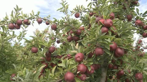 Tracking shot of red delicious apples on tree Stock Footage 10856784