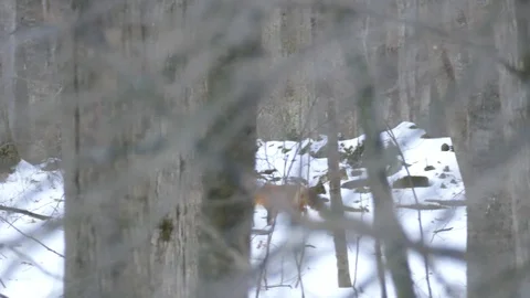 Tracking shot of red fox walking in the forest in winter with snow on the ground Stock Footage 100239273