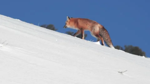Tracking shot of red fox walking along a snow covered ridge at yellowstone Video stock 130621961