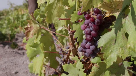 Tracking Shot of Red Grape in Vineyard 스톡 동영상 256505102