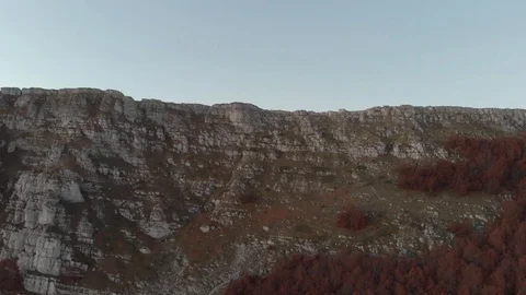 Tracking shot of red trees Stock Footage 119328478