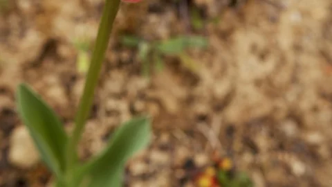 A tracking shot of red tulip covered with dew Stock Footage 129318576