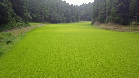 Tracking shot of rice field Stock Footage 79131028