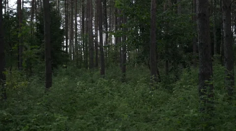 Tracking shot from right to left inside the green lush forest. Video stock 63655578