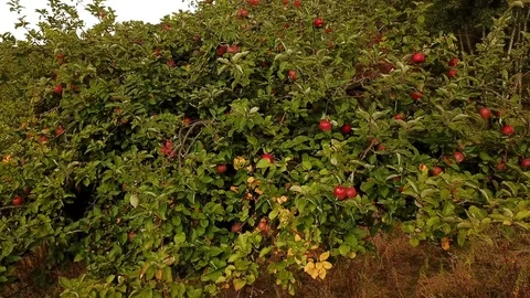 Tracking shot of a ripe apple tree on a field Stock Footage 95755997
