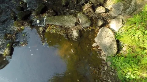 Tracking shot on a river Stock Footage 73702504