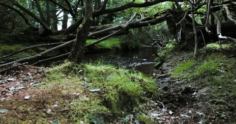Tracking shot river running through woodland Stock Footage 115646244