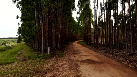 Tracking shot on a road between tall trees in a forest Stock Footage 254792944