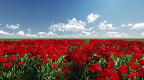 Tracking shot of Rose and a big heart Video stock 33797754