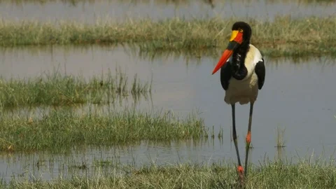 Tracking shot of a saddle billed stork at amboseli Stock Footage 71943070