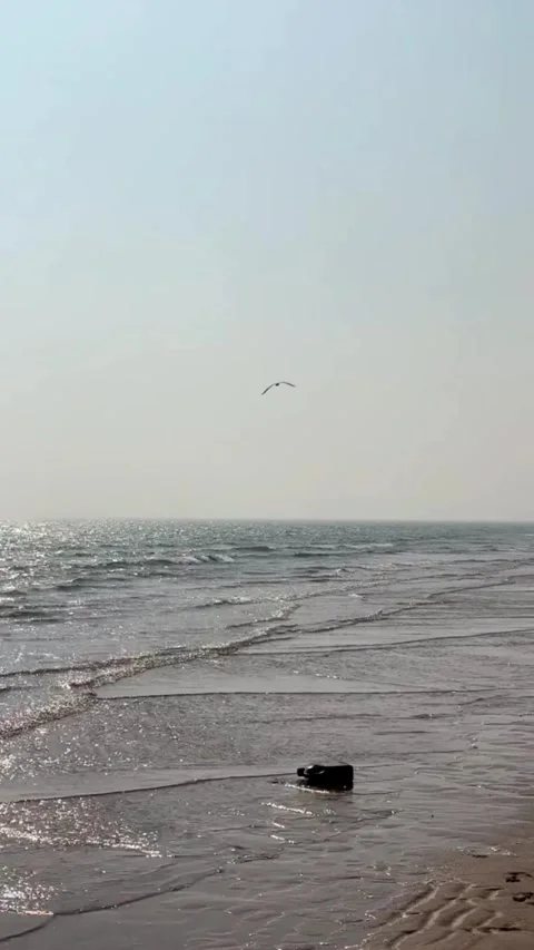 Tracking shot seagull flying over coastal cityscape in hazy morning light Vidéo 333605086