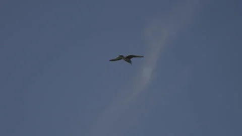 Tracking shot of seagull flying, San Francisco Stock Footage 333580618