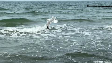 Tracking shot of seagull soaring over waves at a beach in Graal-Mritz, German Video stock 315665604