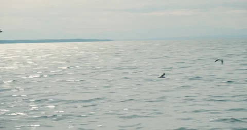 Tracking shot of seagulls flying fast above the sea. Stock Footage 151926613