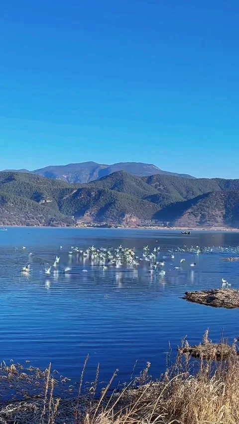 Tracking Shot of Seagulls Flying Over Alpine Lake in Yunnan China Vídeos de archivo 328919472