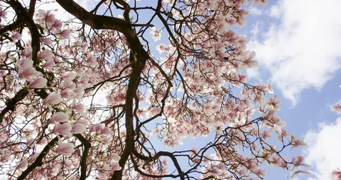 Tracking shot of a sensational blooming tree in bright sunshine Stock-Footage 106853214