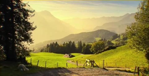 Tracking shot  serene alpine meadow with grazing cows at sunrise in HD Vídeos de archivo 333605215