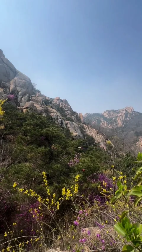 Tracking shot serene mountain landscape with wildflowers in spring HD Vidéo 333605181