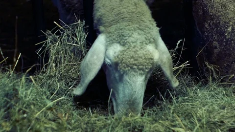 Tracking shot on sheep that eat in the barn Stock-Footage 87209040