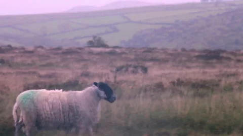 Tracking shot of a sheep walking Stock Footage 38711787