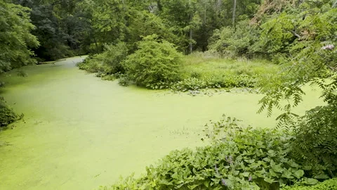 Tracking shot shows algae transforming river into thick green quagmire Stock Footage 329129312