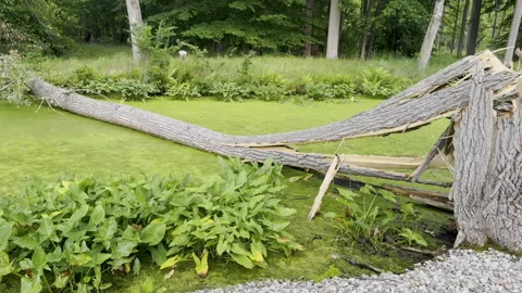 Tracking shot shows fallen tree lying across slimy green river Stock Footage 329129332