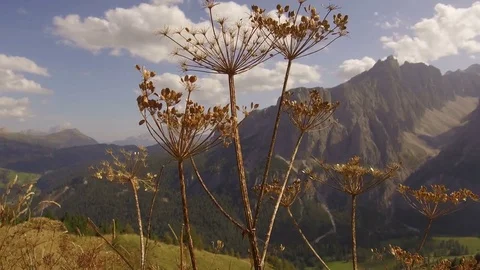 Tracking shot shrubbery Stock Footage 79887042