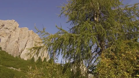 Tracking shot from shrubs to Forcelles Stock Footage 79886460