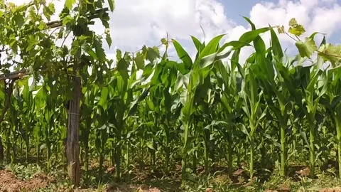 Tracking shot on the side of a cultivation Stock Footage 84329099