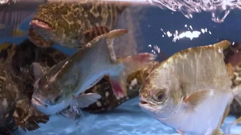 Tracking shot of a silver profet with other fishes in the background. Stock Footage 249885350