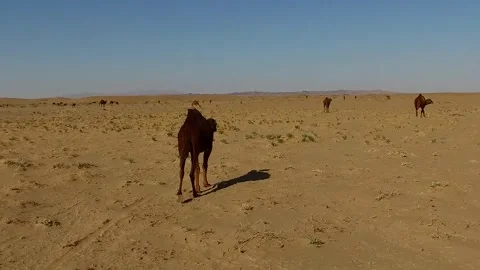 Tracking shot of a single camel walking through the vast, stock footage. Stock Footage 304816639