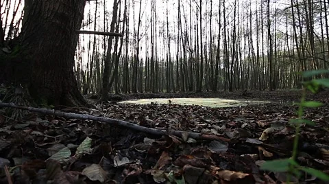 Tracking Shot from the small Moor Land in the Old autumn Forest Stock Footage 44033404