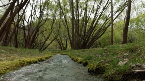 Tracking shot of small river beside green trees, New Zealand Vídeos de archivo 89866647