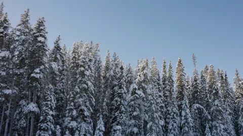 Tracking Shot of Snow Covered Evergreen Trees with Blue Sky and Mountains 4K Stock Footage 263278606